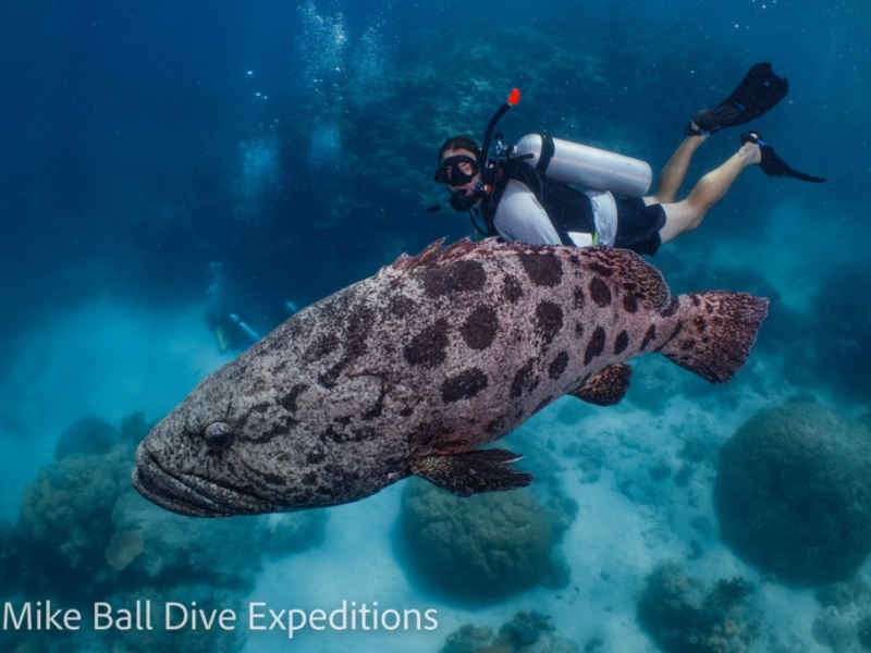 Overnight And Live Aboard Diving Trips - Cod Hole & Ribbon Reefs