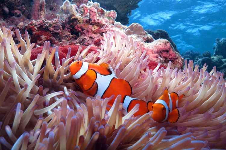 Diving And Snorkelling Day Trips | Scuba Diving Australia